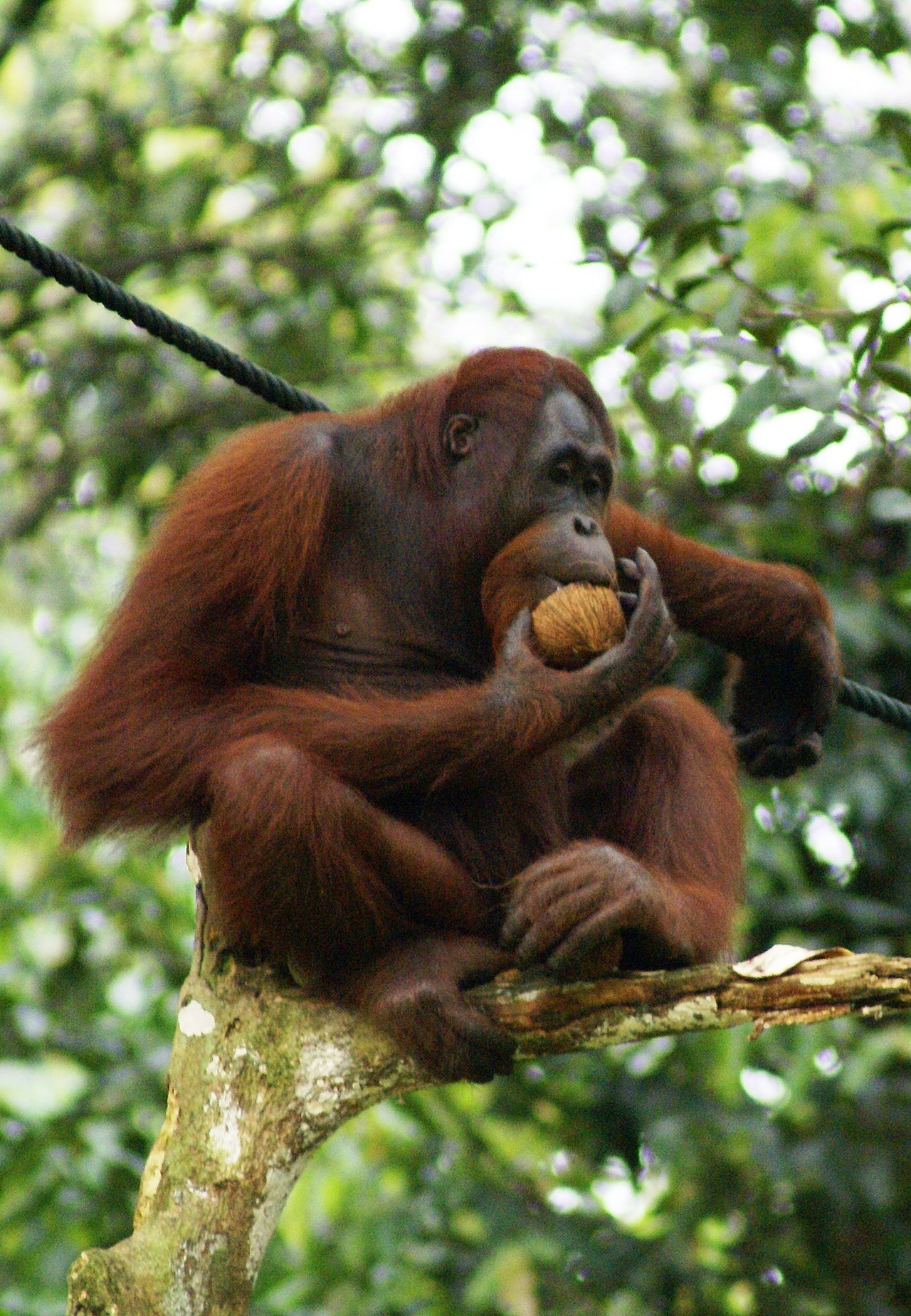 An orangutan holding and eating a big coconut.