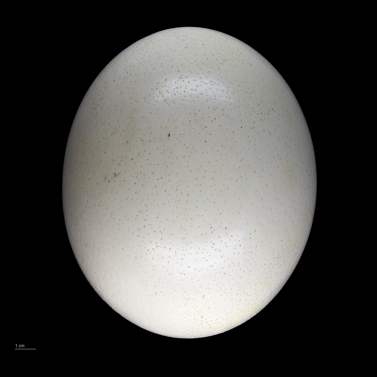 A huge ostrich egg, the biggest egg of any bird.