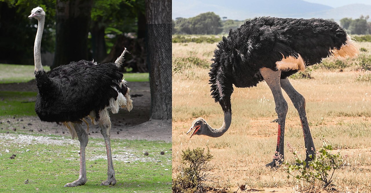 Ostriches