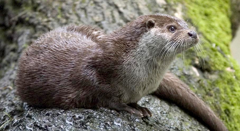 A playful otter peeking out of the water.
