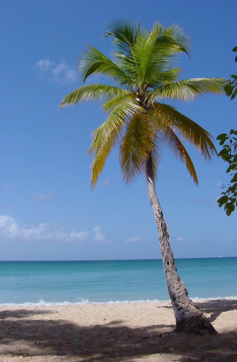 Palm Trees