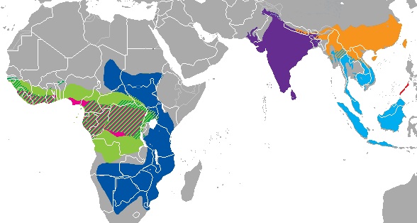 Pangolins