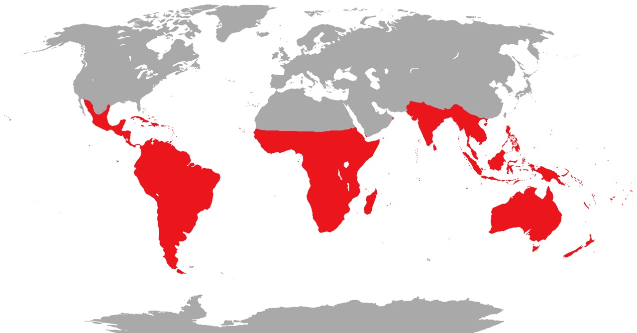 A map showing where parrots live around the world.