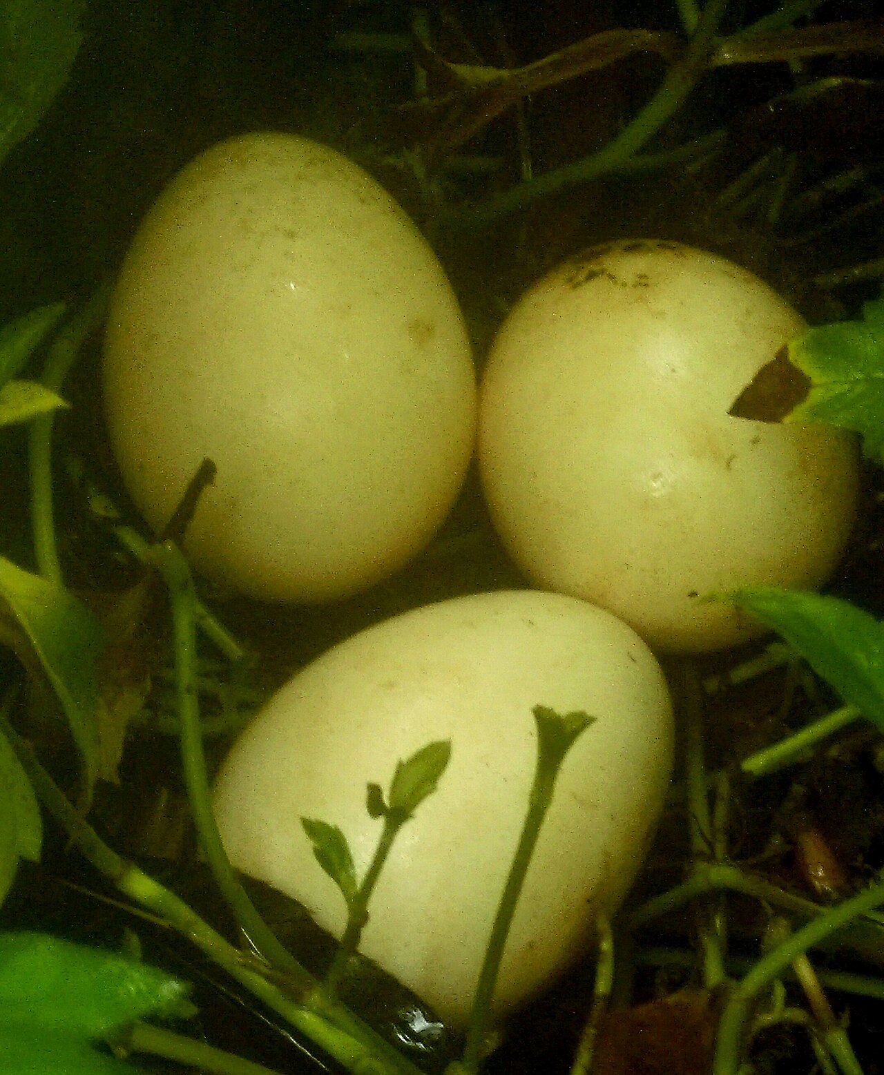 Smooth, creamy peacock eggs sitting in a nest.