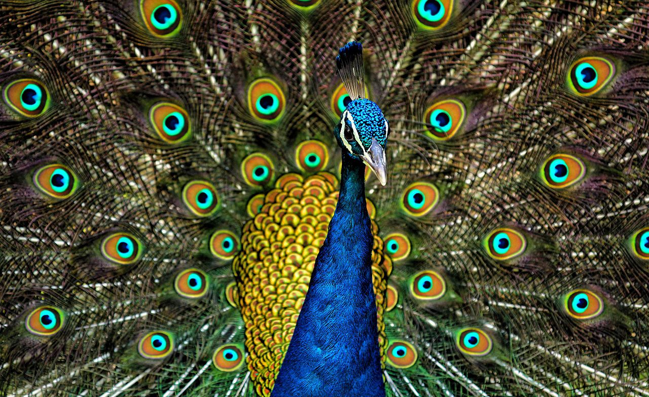 Peacocks