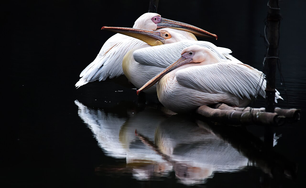 Pelicans with big beaks resting at a zoo.