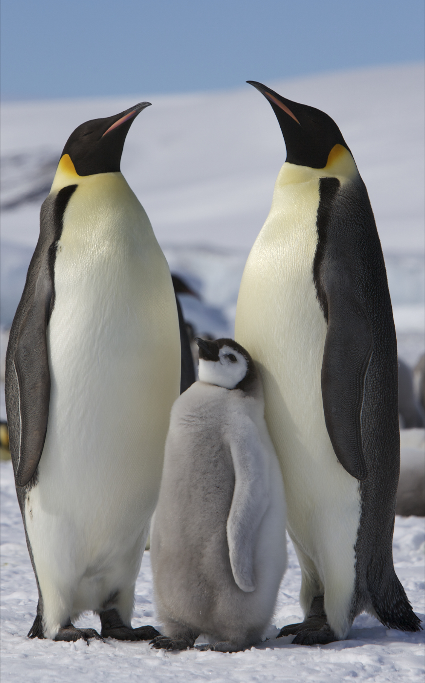 Two emperor penguins stand with their fluffy baby on the ice.
