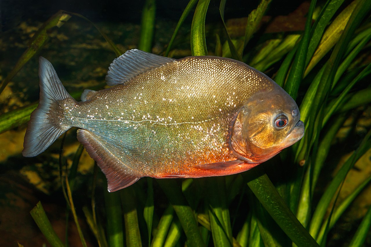 Piranhas