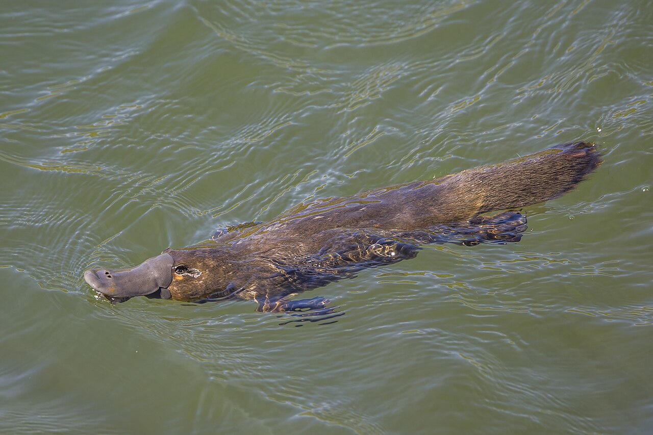 Platypuses