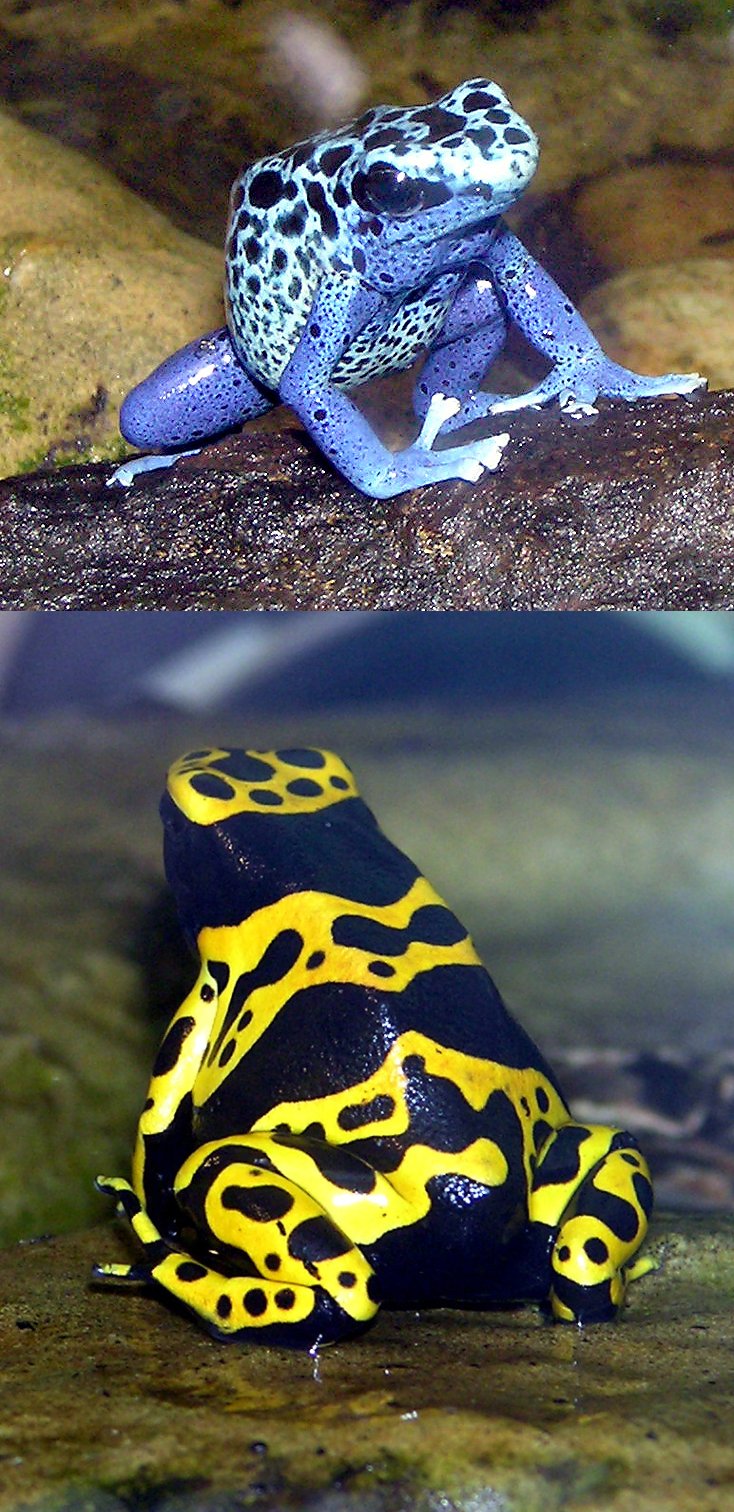 Poison Dart Frogs