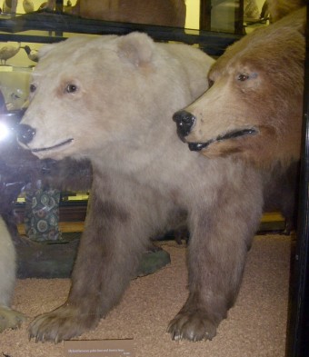 A rare mix between a polar bear and a brown bear.