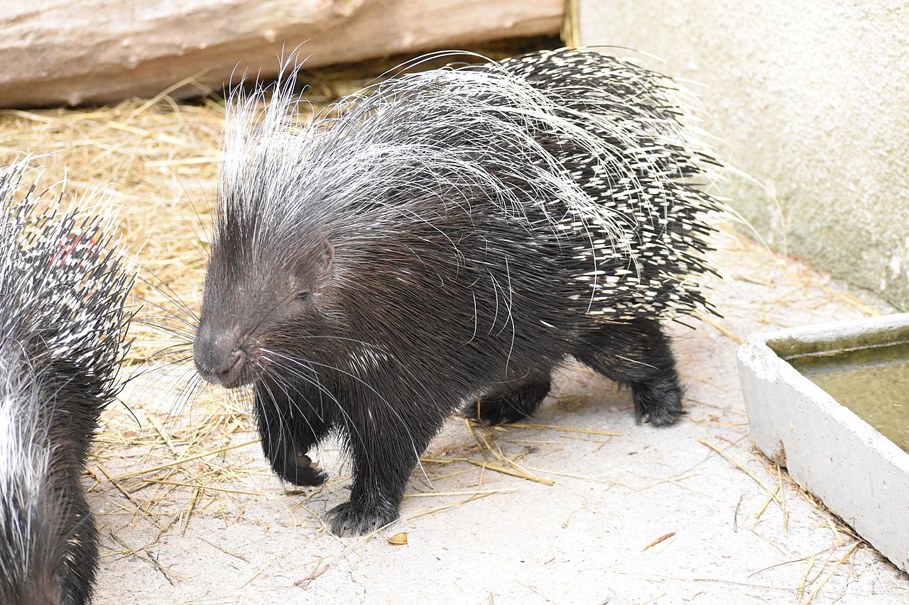 A porcupine showing off its sharp, pointy quills.
