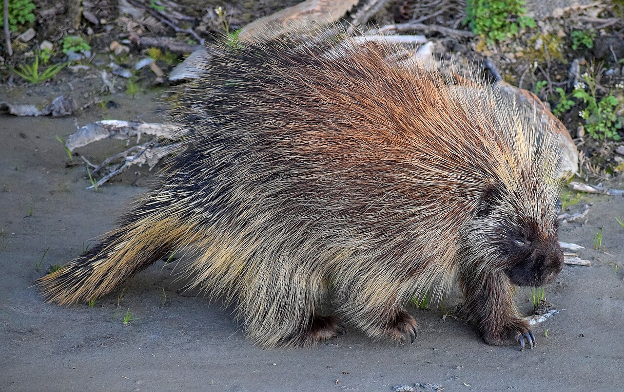 Porcupines