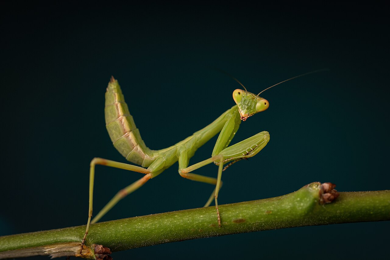 Praying Mantises