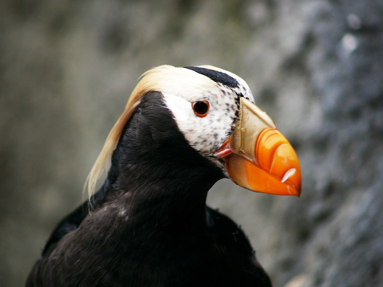 An adorable puffin with its bright orange beak.