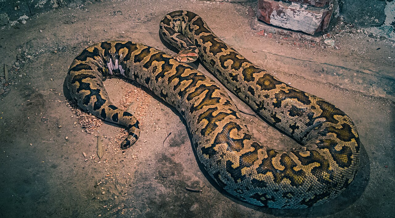 A long python with spotted skin curled up on the ground.