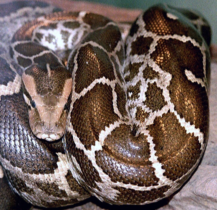 Pythons