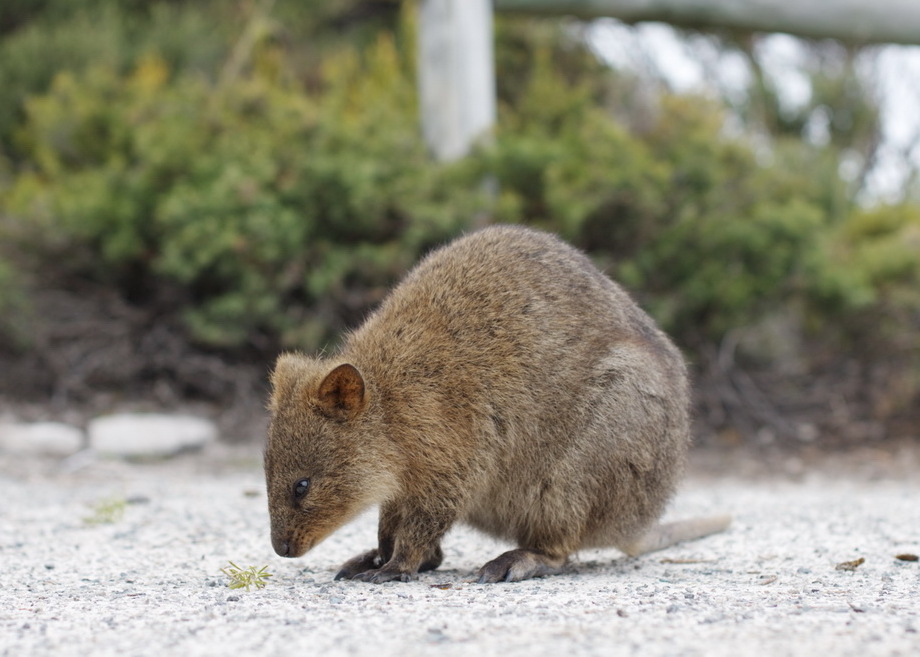 Quokkas