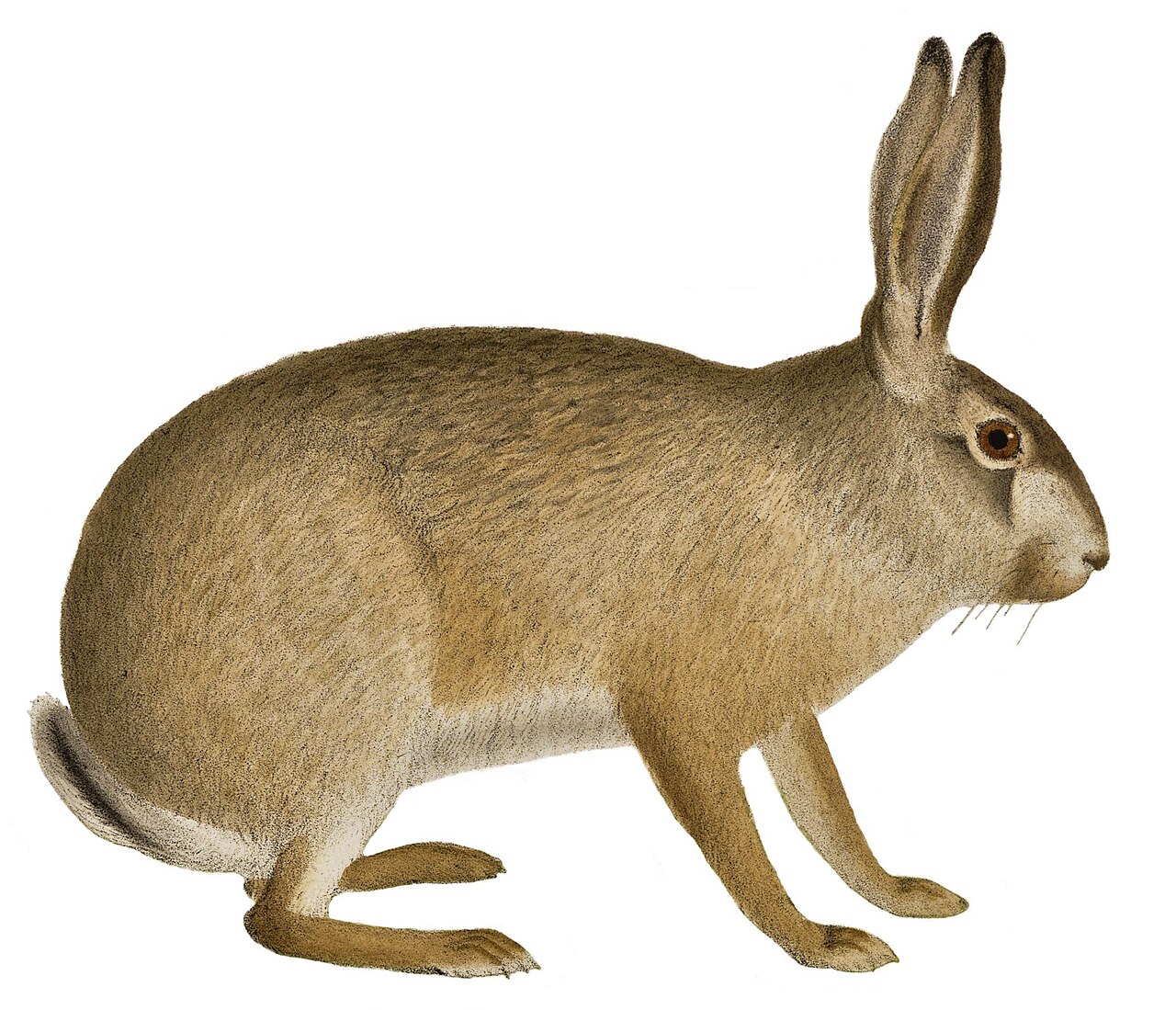 A fluffy mountain hare with thick winter fur.