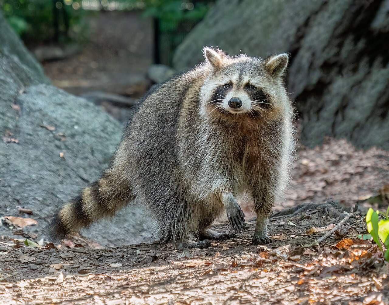Raccoons