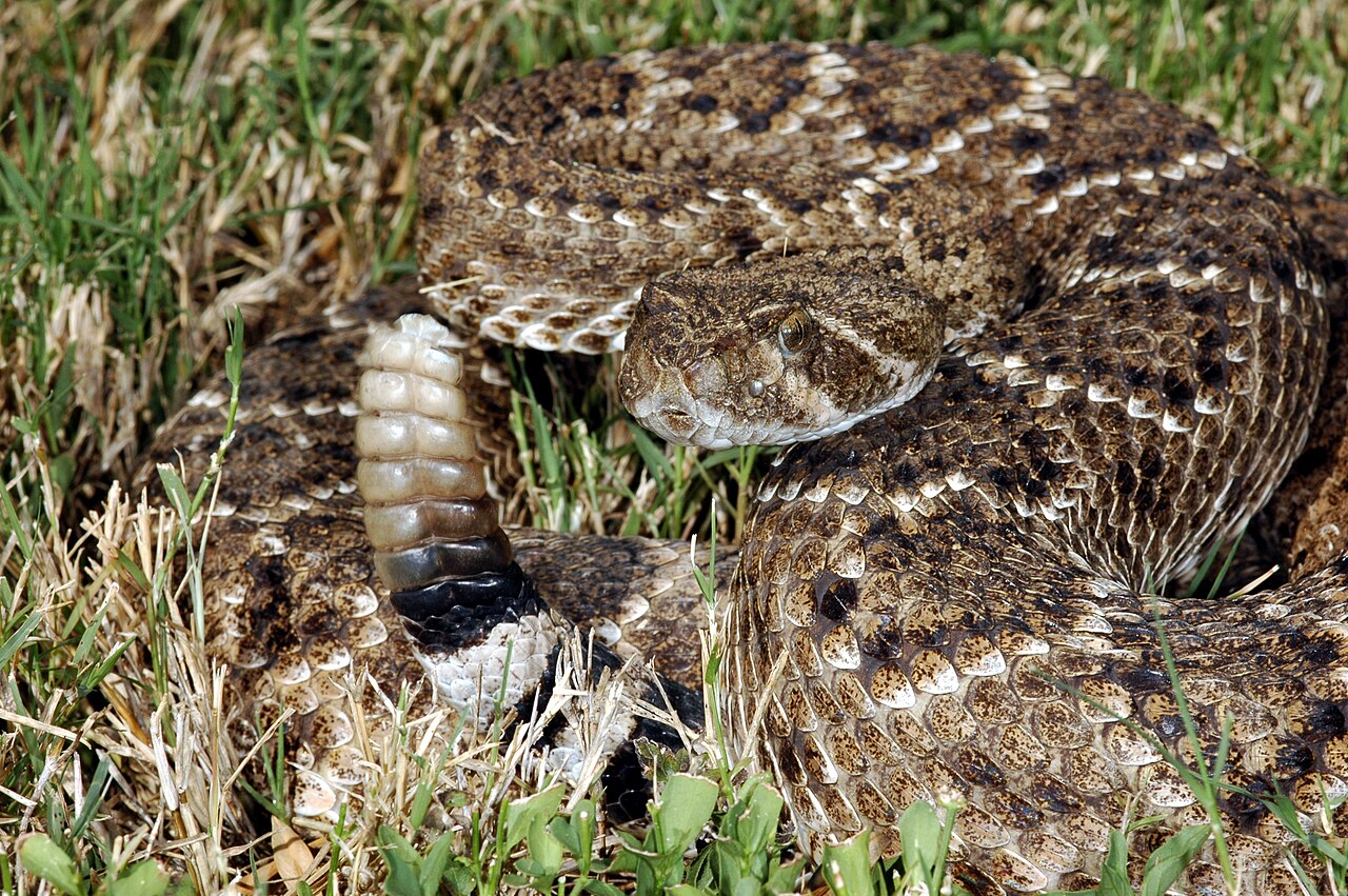 A western diamondback rattlesnake ready to strike.