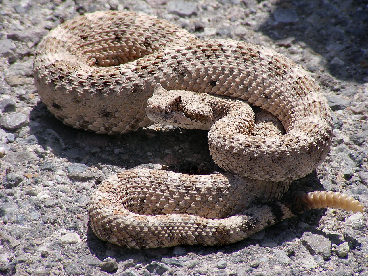 Rattlesnakes