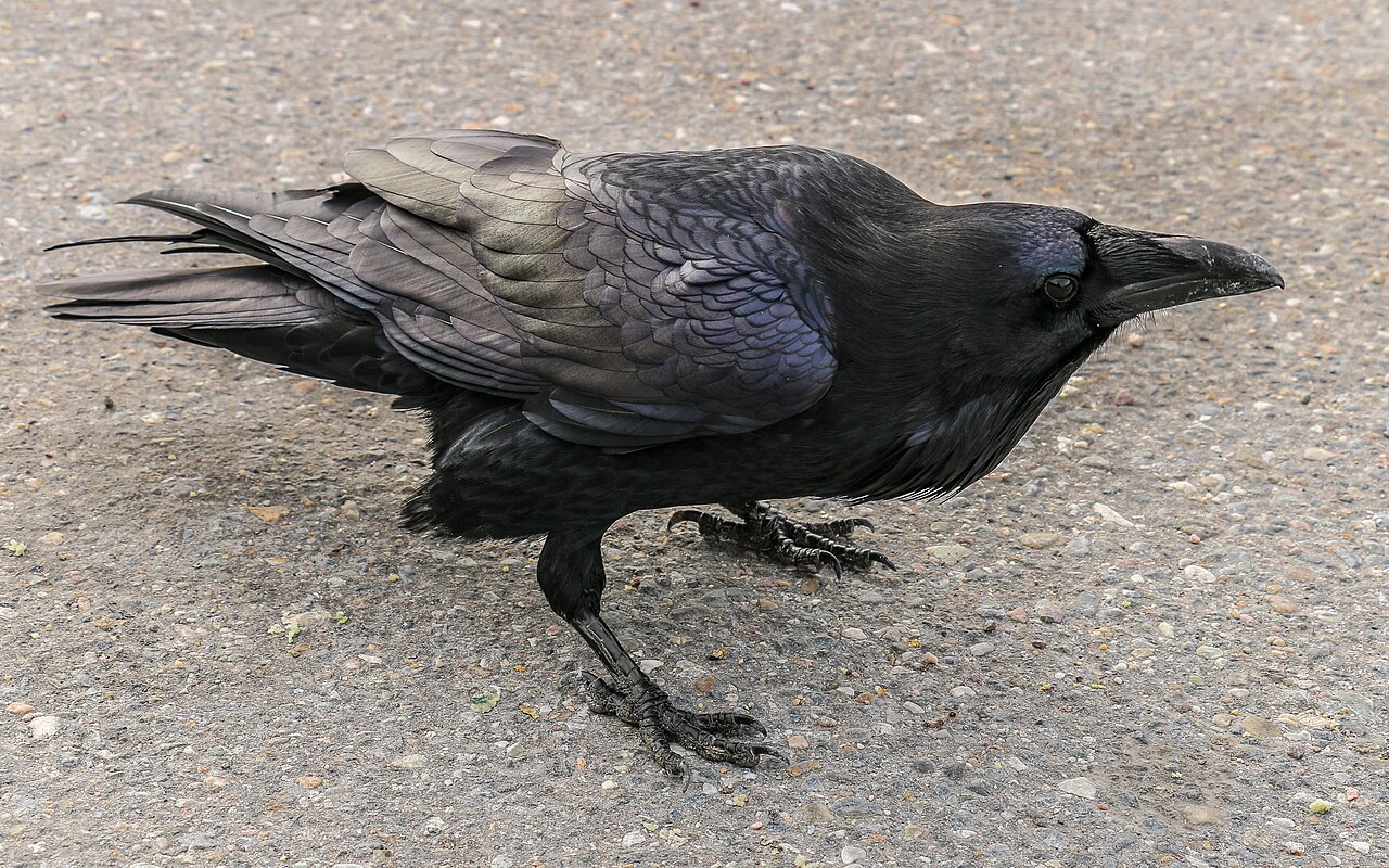 A shiny black raven perched in a national park.