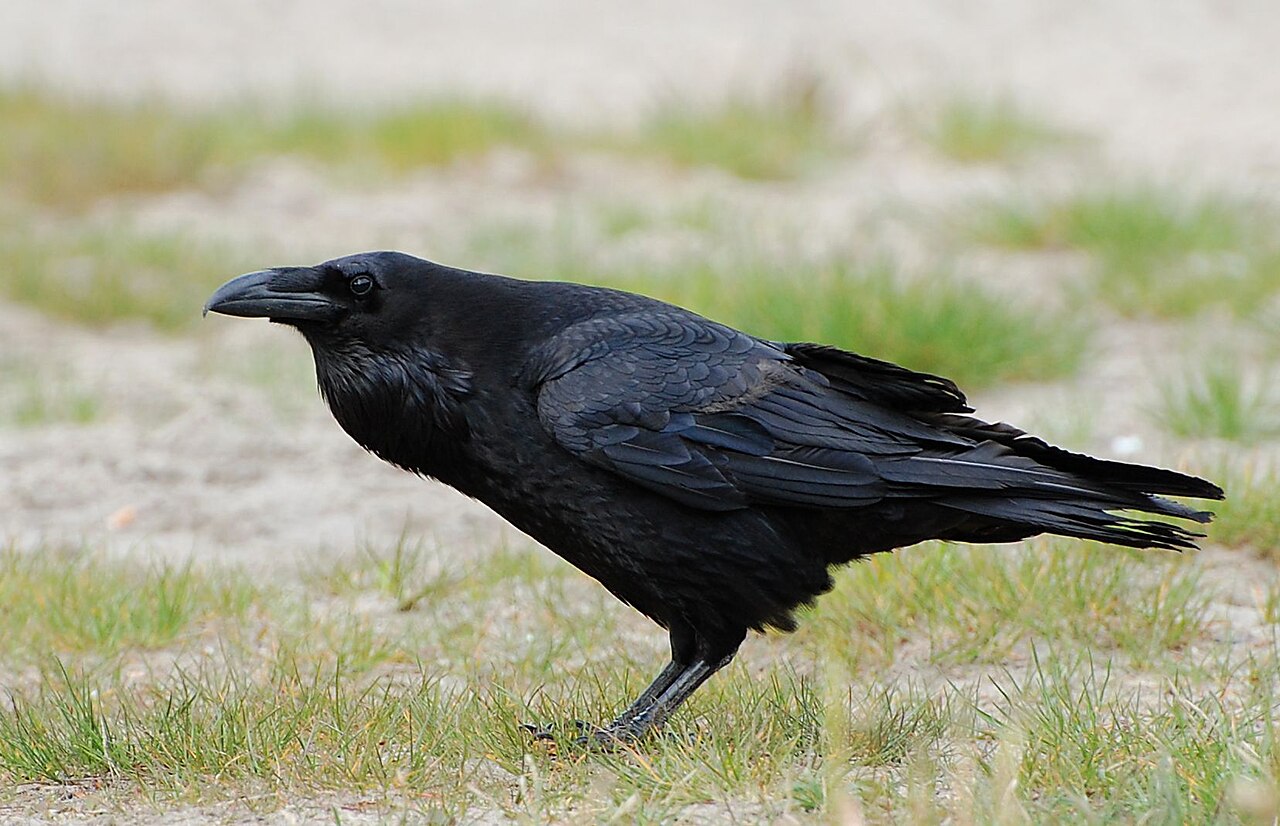 Ravens