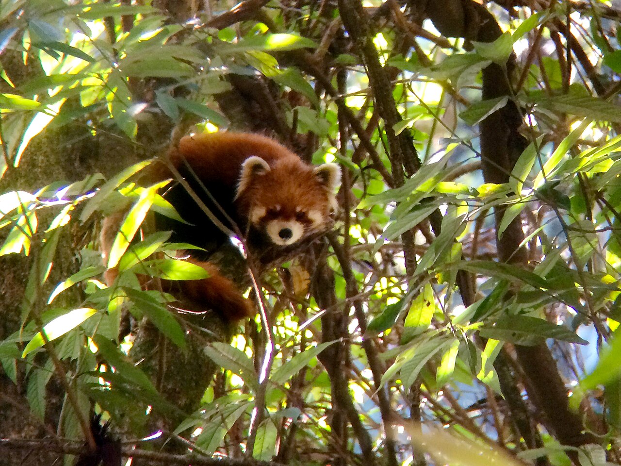 A cute red panda with fluffy orange fur.
