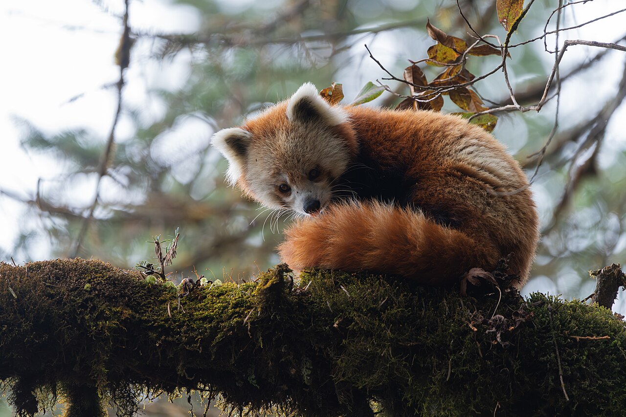Red Pandas