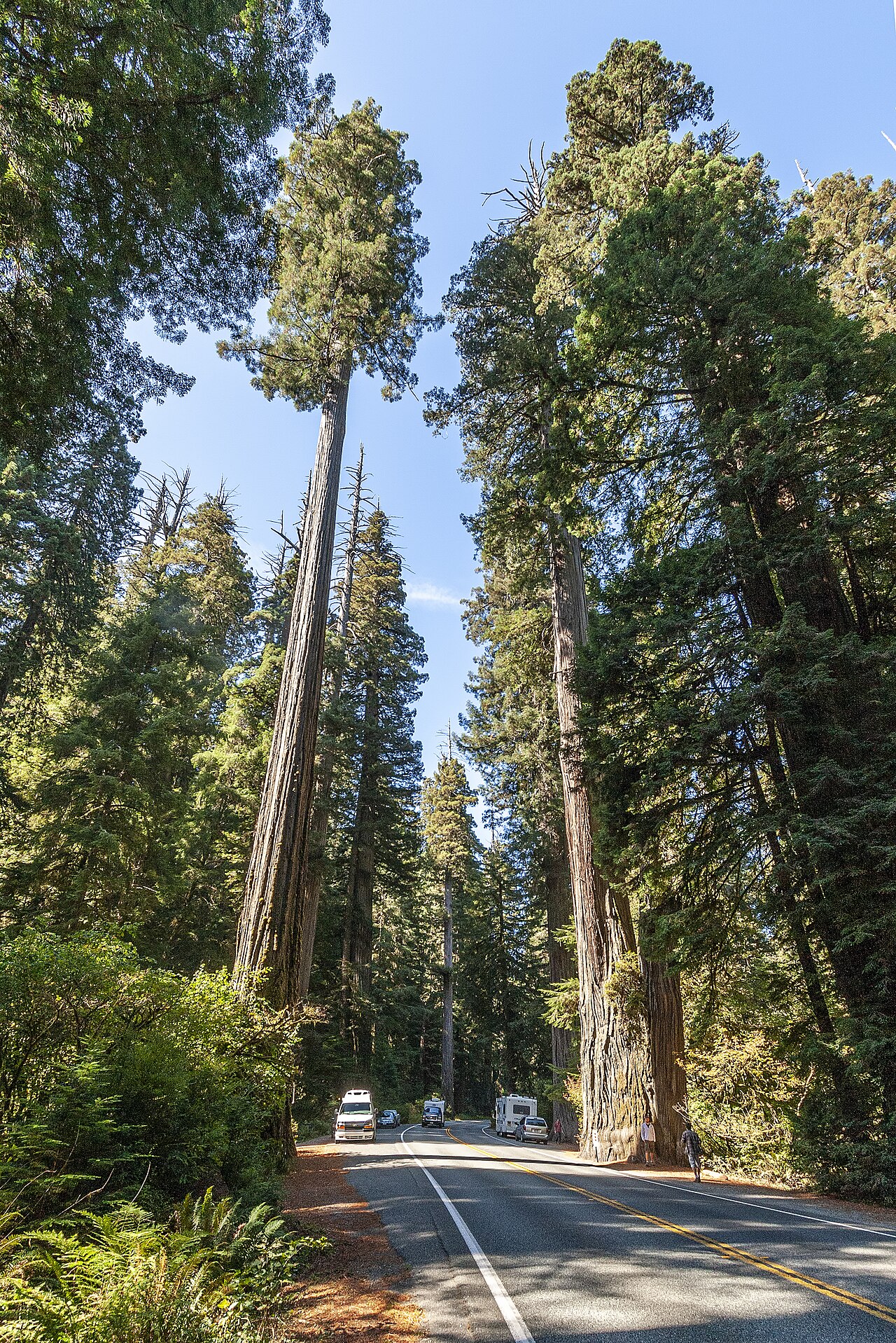Redwood Trees