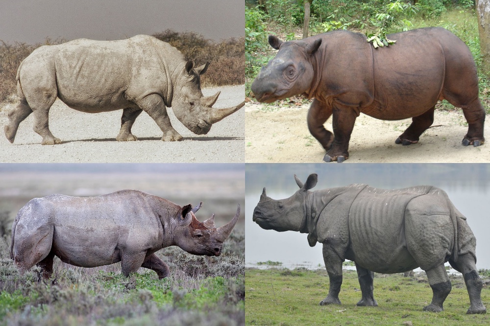 Rhinos