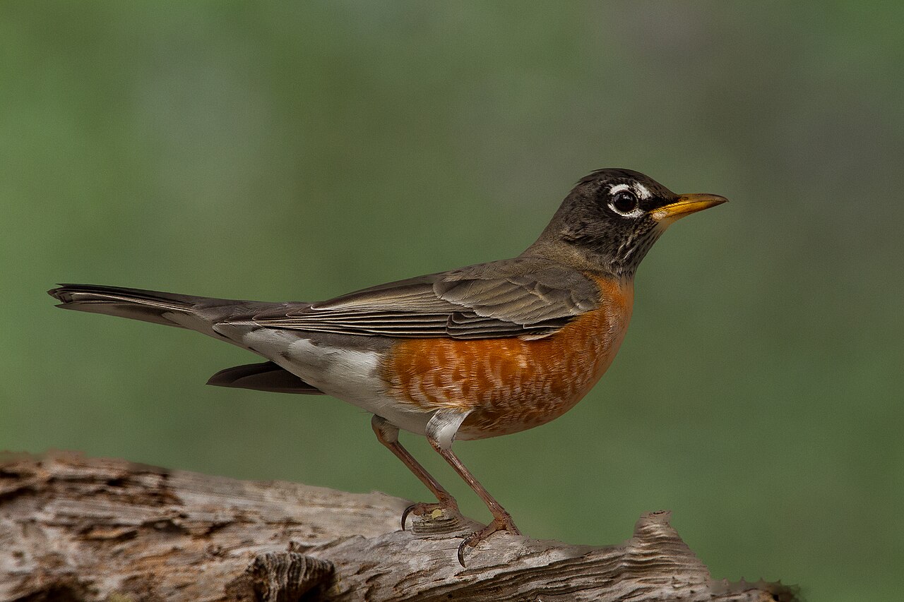 A bright red robin sitting on a branch.
