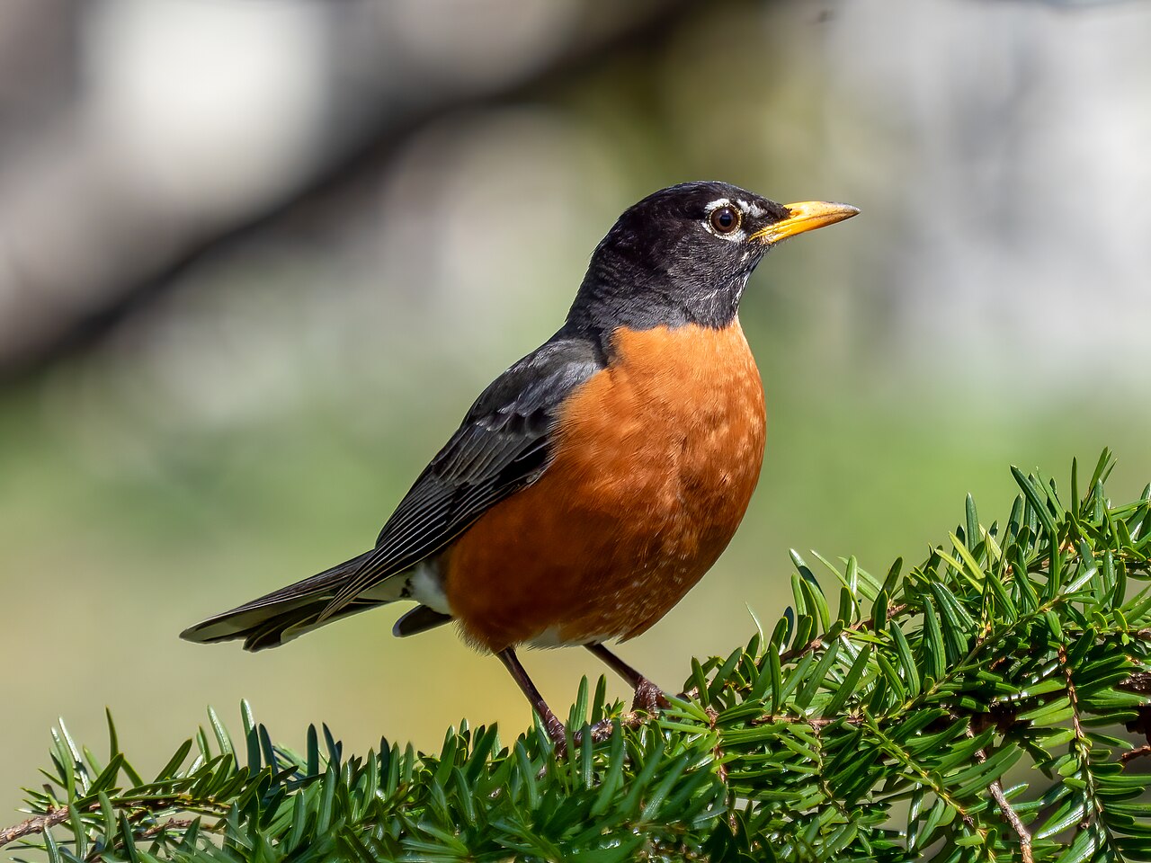 Robins