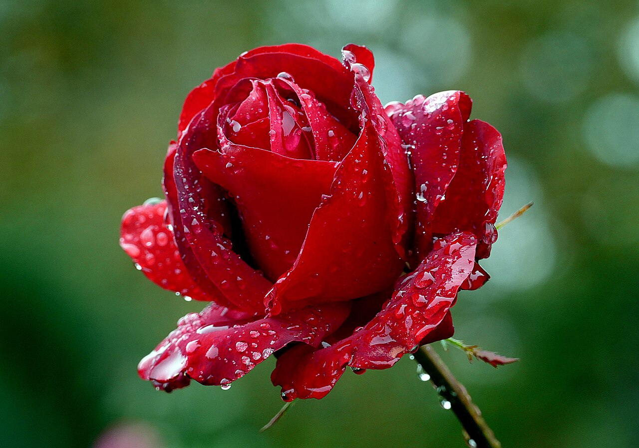 A bright red rose in full bloom.