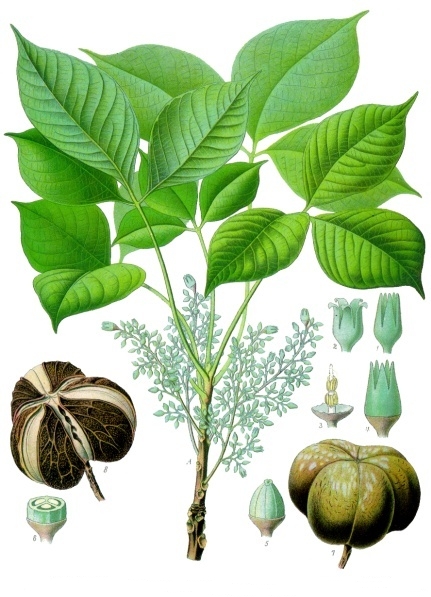 Rubber Trees