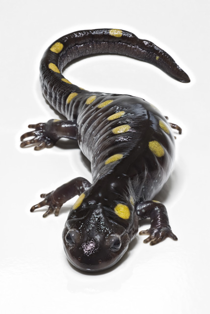 Salamanders