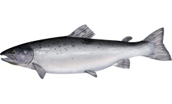 A shiny Atlantic salmon swimming in clear water.