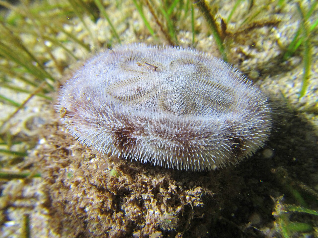 Sand Dollars