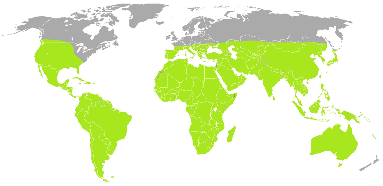 A world map showing where scorpions live.