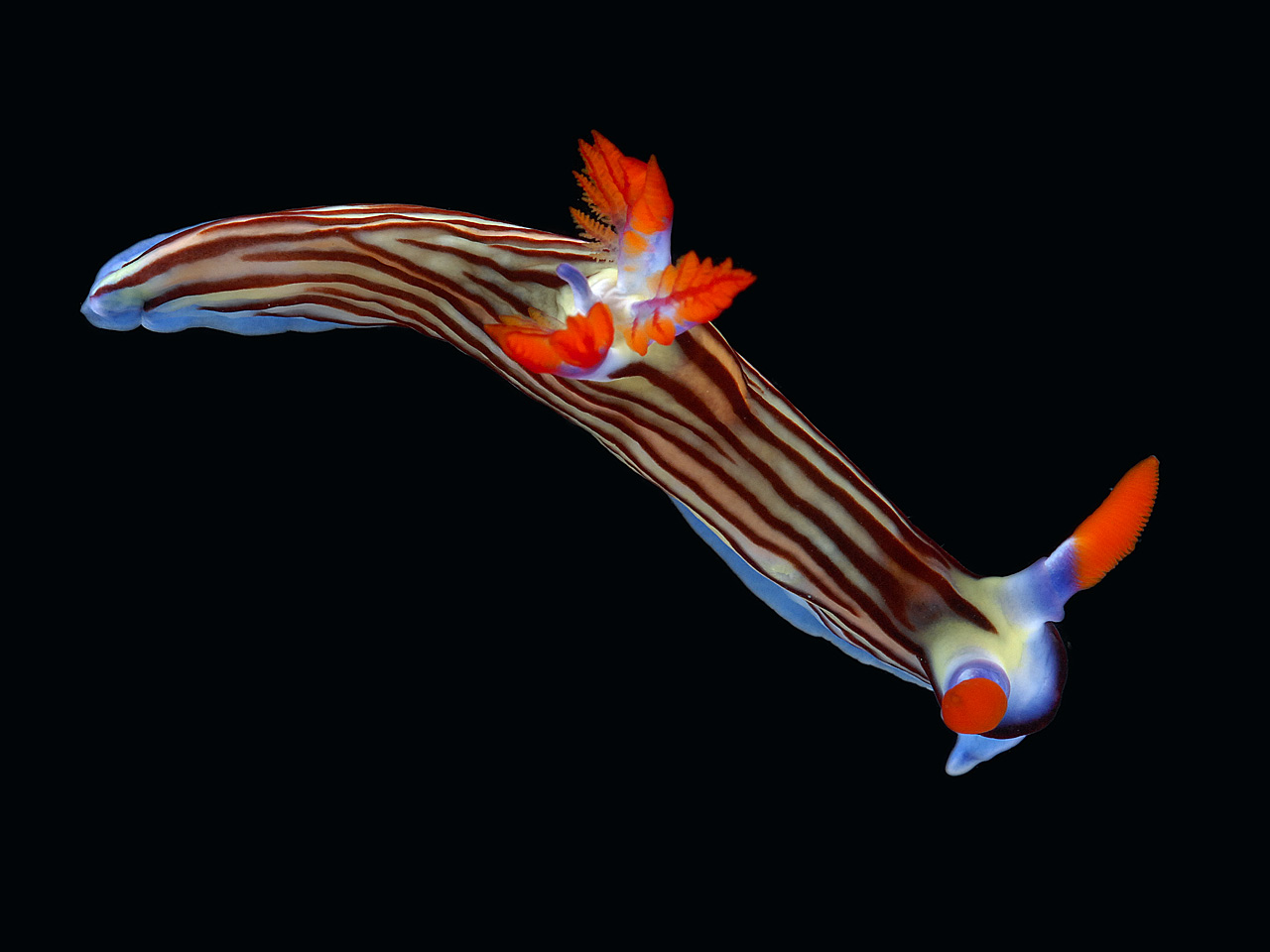 Sea Slugs
