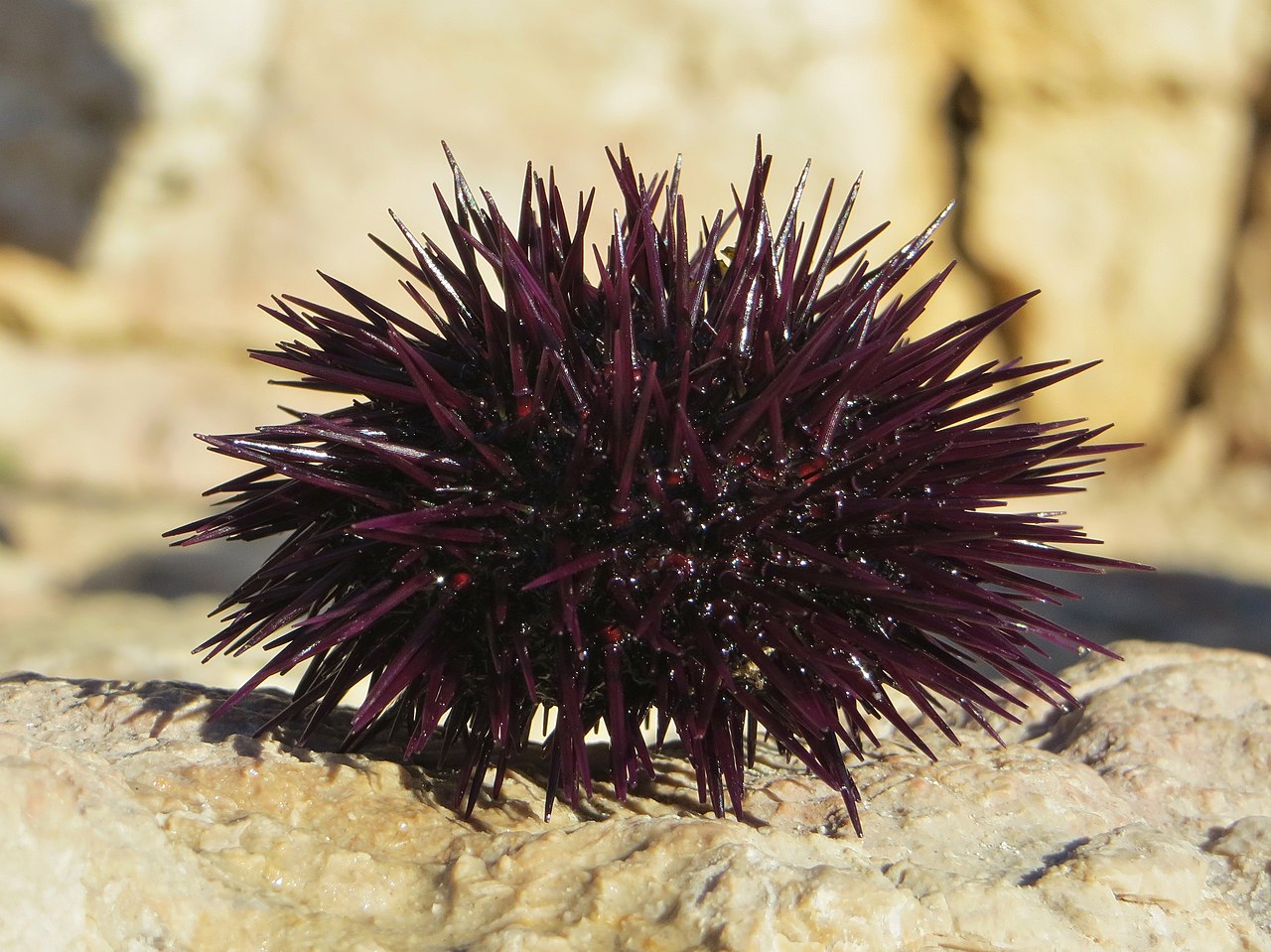 A spiky purple sea urchin on the ocean floor.