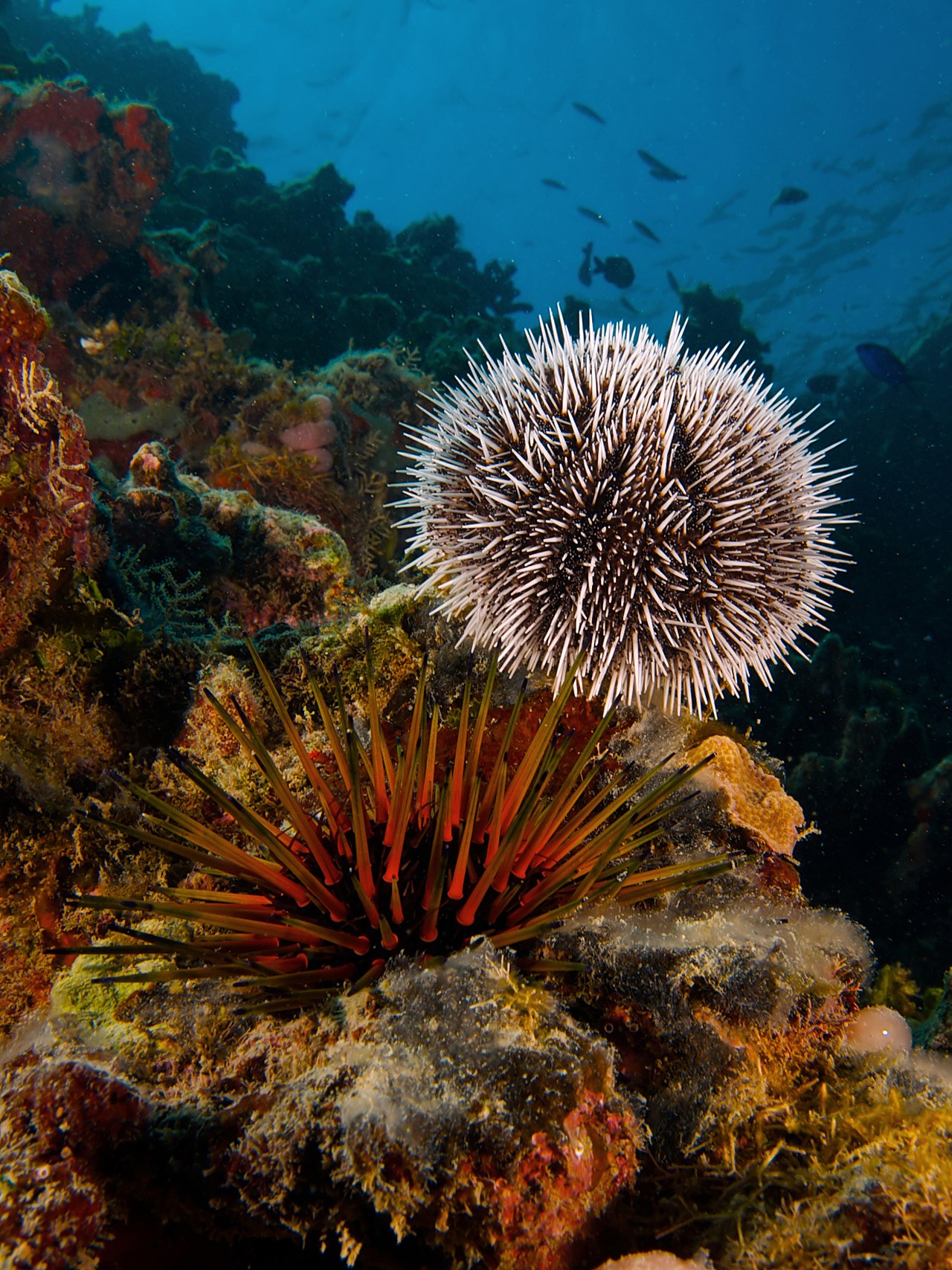 Sea Urchins