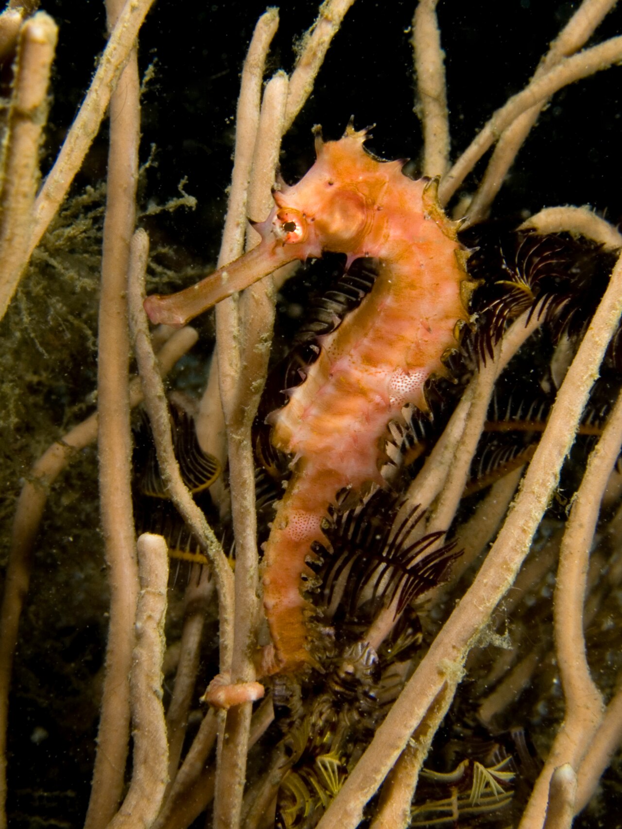 A spiny seahorse hiding among soft pink coral.