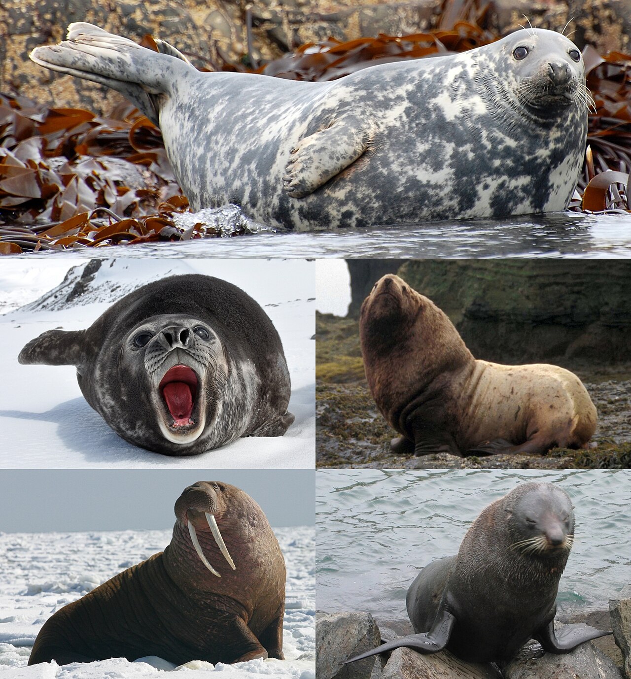 Seals