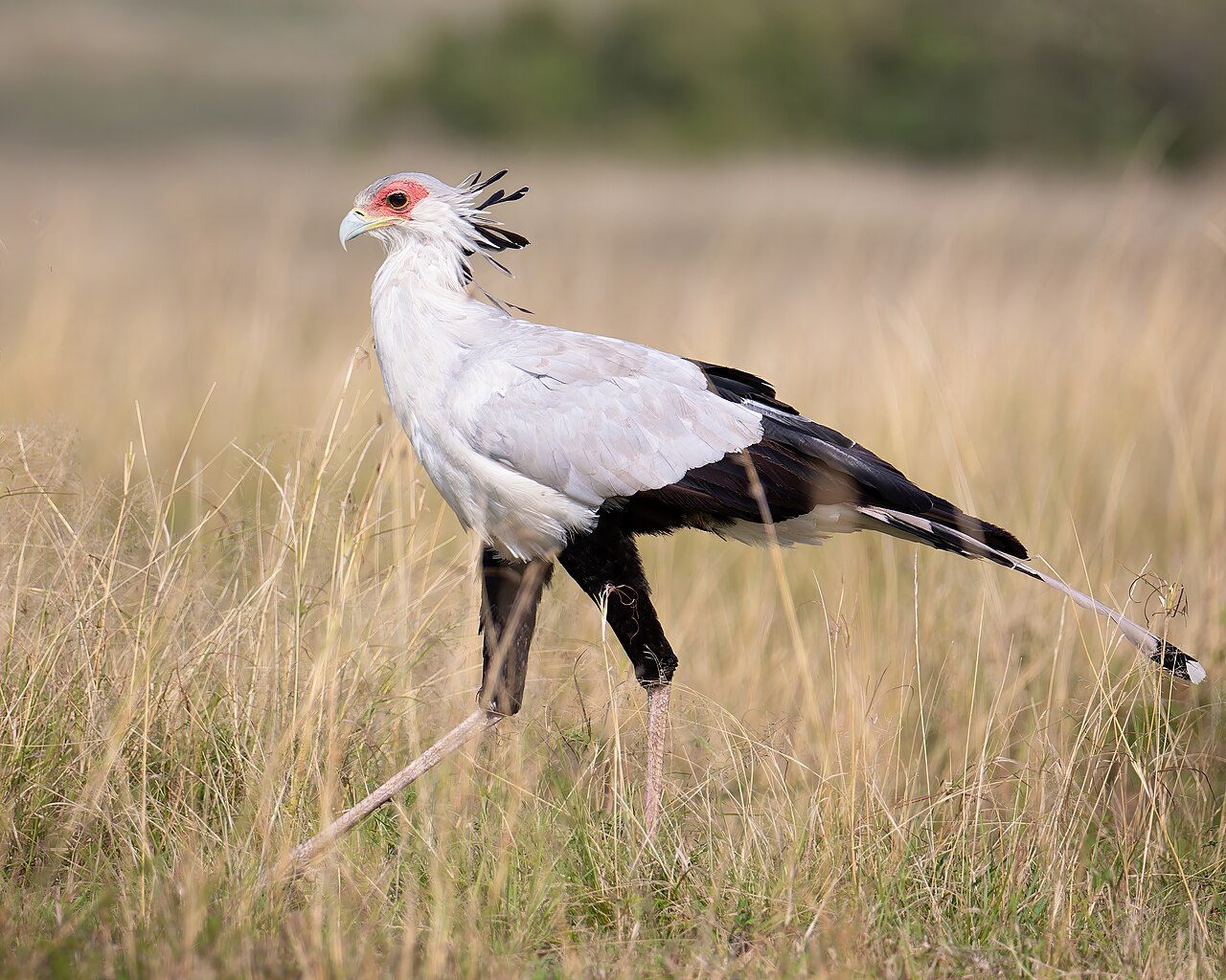Secretary Birds