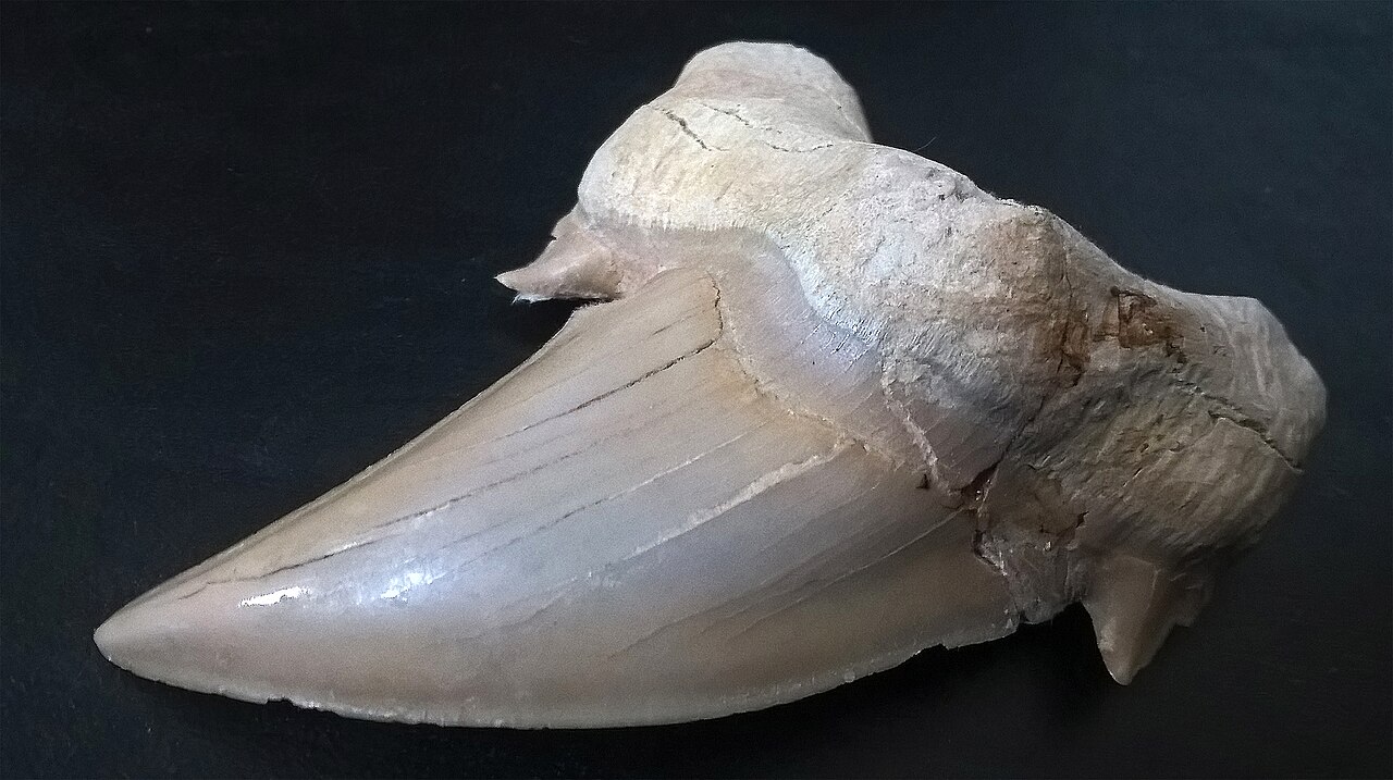 A big fossil shark tooth from long ago.