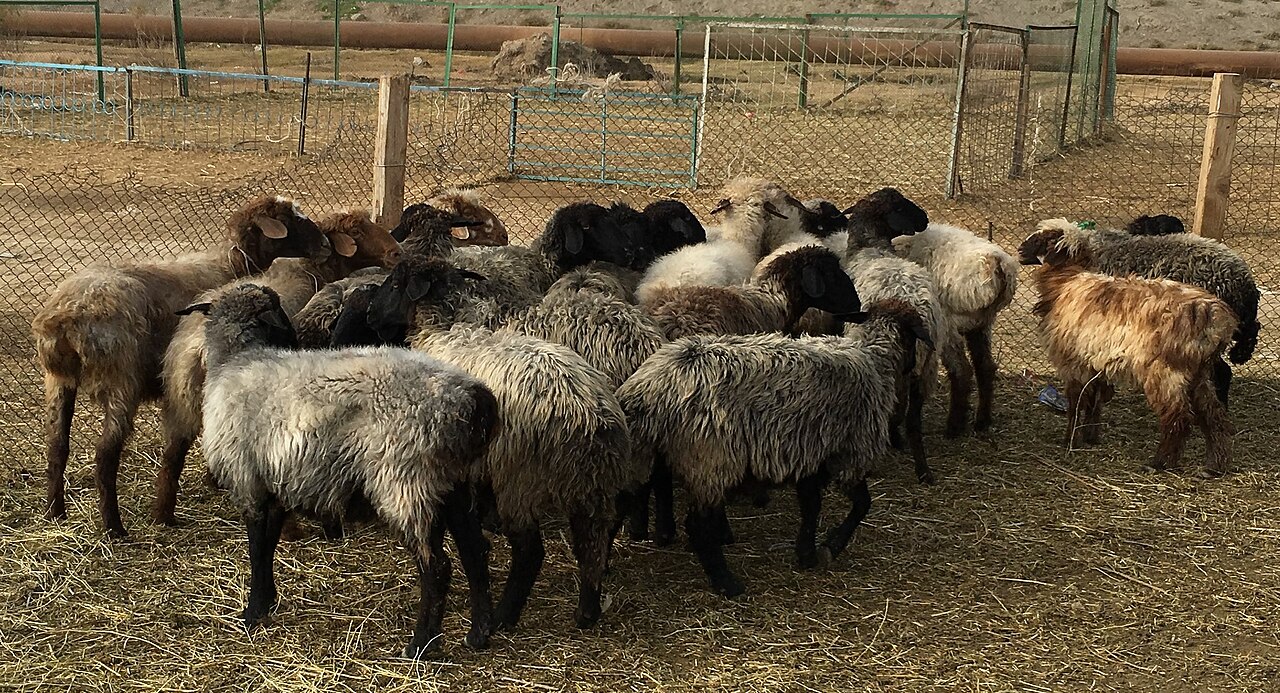 A flock of sheep grazing on a grassy field.