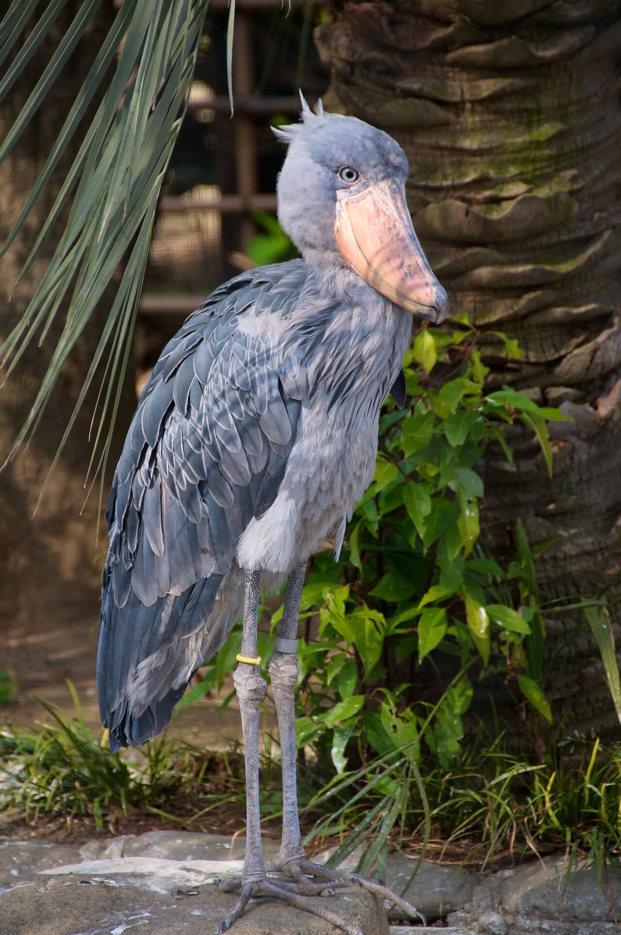 Shoebills
