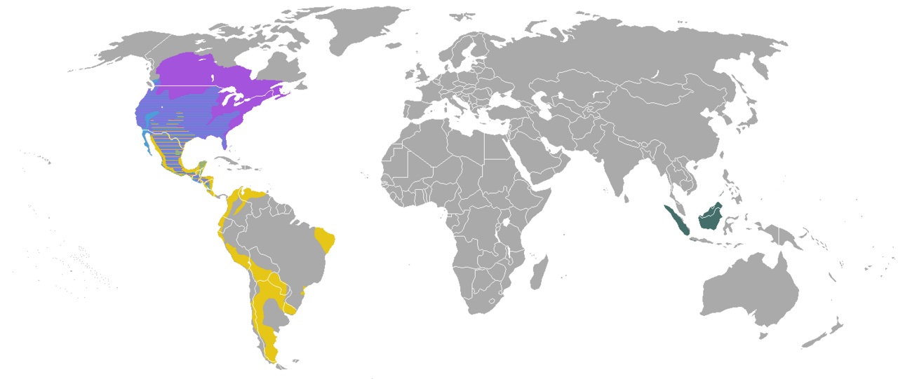 A map showing where skunks live in the Americas.